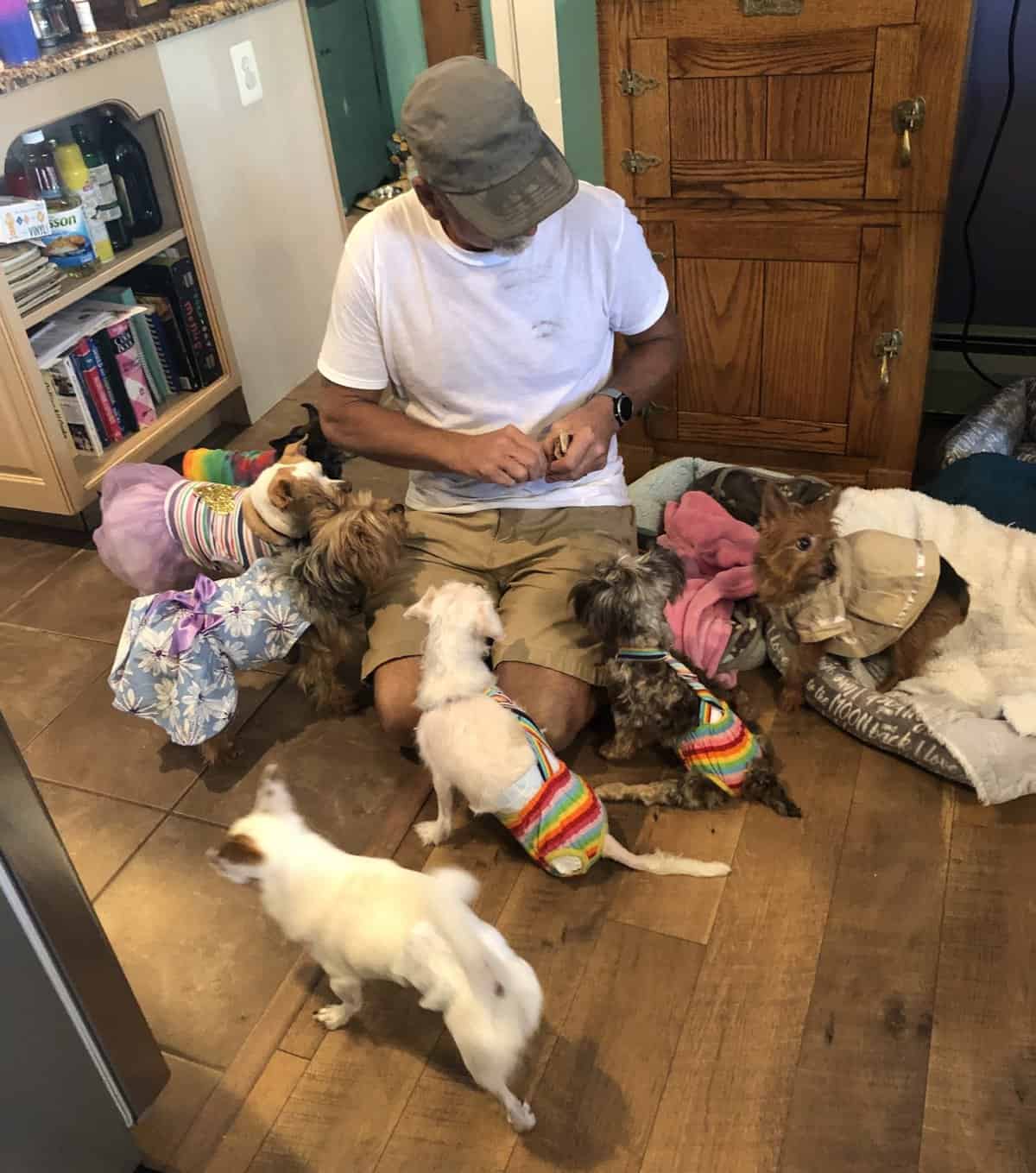 Rehoming Dogs For Adoption Near Me Now Tiny Paws Small Paws Pet