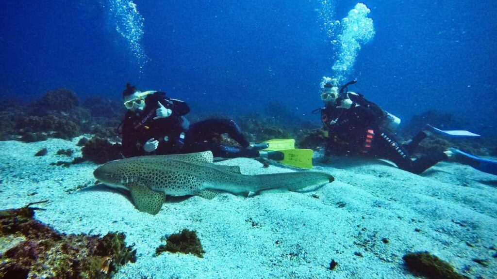 Diving-at-theGreat-Barrier-Reef