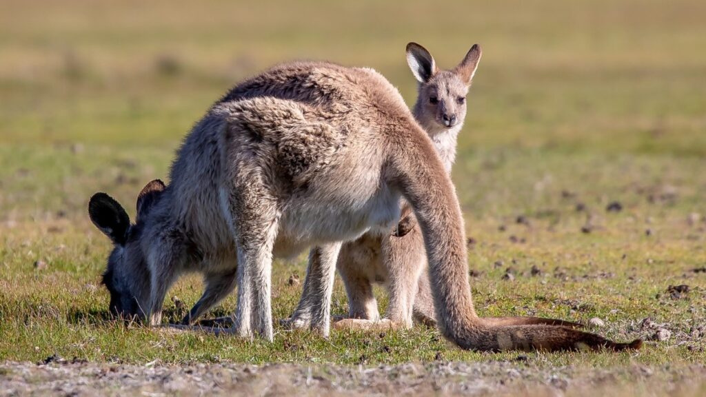 Facing-Off-With-Kangaroo-Tasmania_04