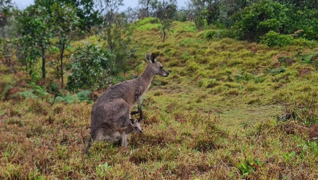 Kangaroo - Fast Payout Online Casinos in Australia
