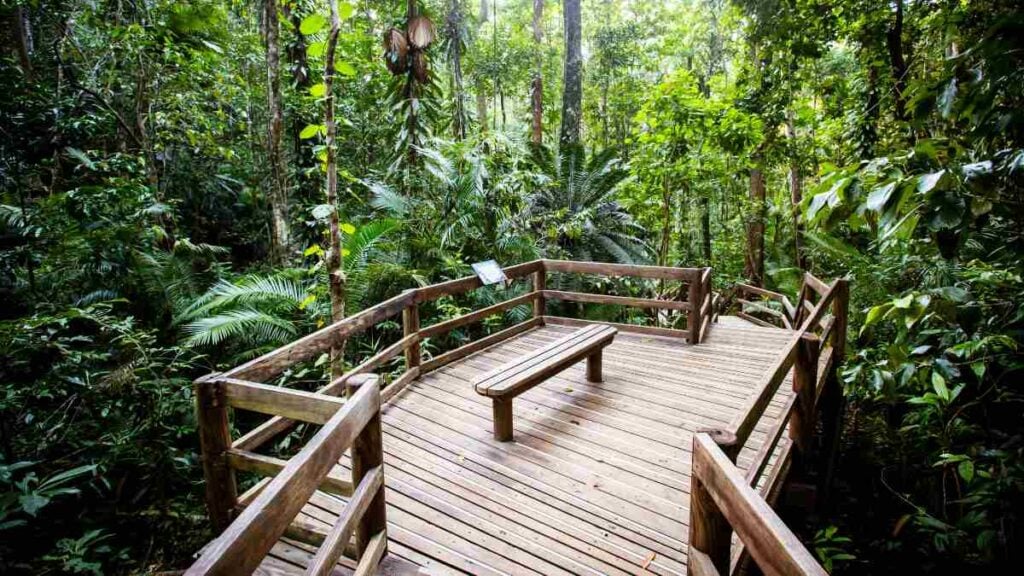 Exploring Queensland Anepicholiday Daintree Rainforest INT 4