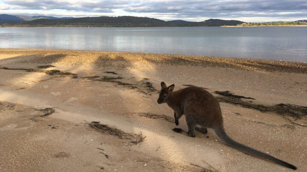 10 Fun Kangaroo Facts