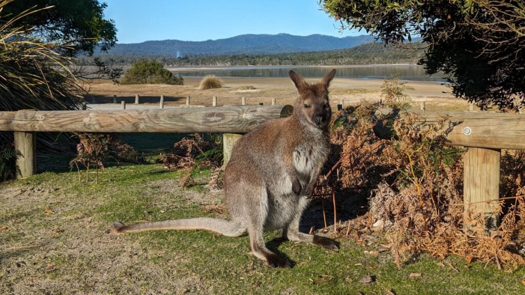 10 Fun Kangaroo Facts