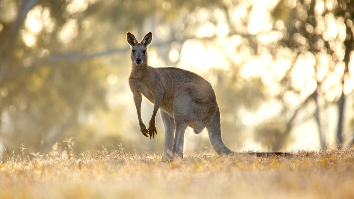 The Jersey Gypsy's Travel Series - 10 Fun Kangaroo Facts, image size:1200x675